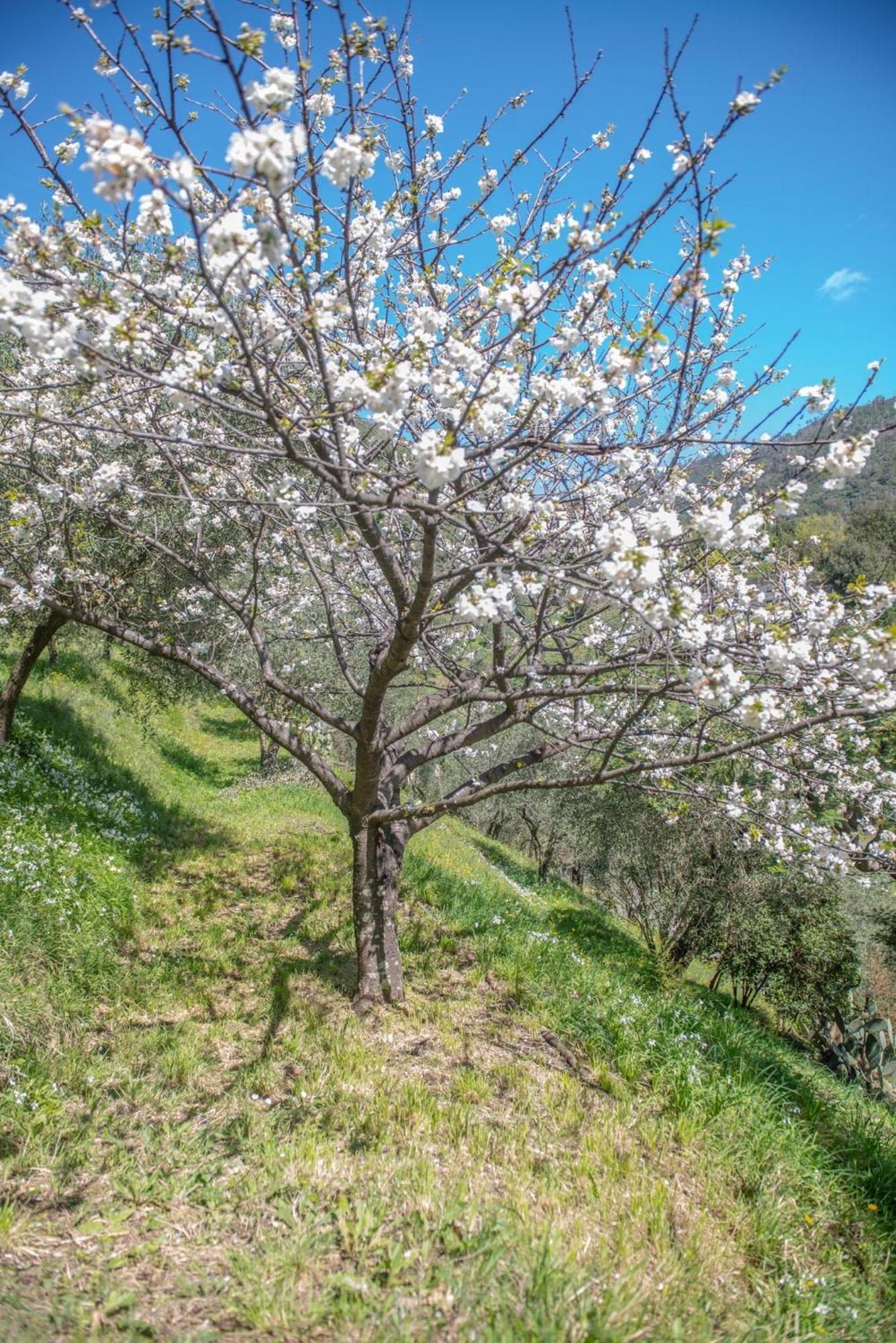 Agriturismo Villa Caterina Levanto Eksteriør billede